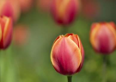 Low Dof Tulips Best Background Full HD1920x1080p, 1280x720p, - HD Wallpapers Backgrounds Desktop, iphone & Android Free Download